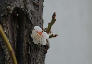 桜開花宣言 平年より１０日早く