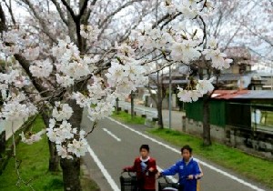 桜開花 佐賀、史上２番目の早さ