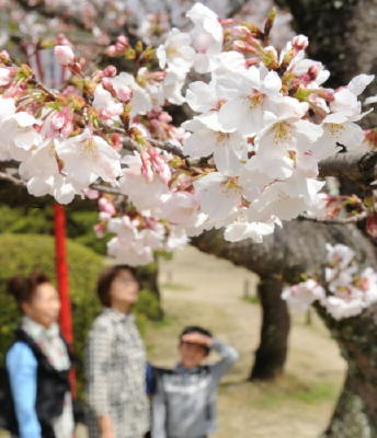 桜の開花宣言 昨年より１０日早く