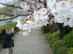 平年より１０日早く 埼玉県内でも桜の開花宣言