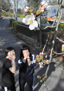 サクラ開花 一足早く