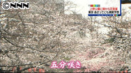 桜早くも見ごろ 上野公園、花見客でごった返す