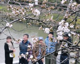 岐阜でも桜開花 今年は早め