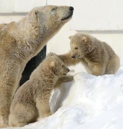 愛くるしいホッキョクグマの双子 札幌円山動物園で公開