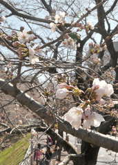 桜、高松で開花 平年より６日、昨年より１１日早く