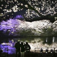 浮かぶ夜桜満開、観測史上最も早く