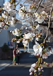 桜:開花を発表 平年より５日早く ／広島