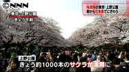 静岡で桜満開、２番目の早さ 花見客にぎわう