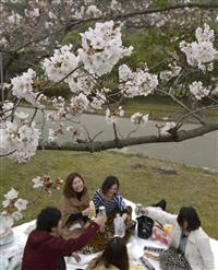 満開も最も早く お花見は週末まで