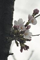 津波耐えた旧小名浜測候所の桜開花