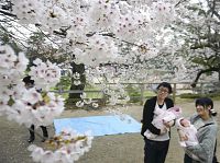 松江城山公園 桜満開