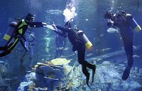 「仕事に全力」水中で誓う 鳥羽水族館入社式