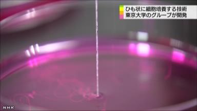 細胞でひも作製＝神経や筋肉の機能確認－東大