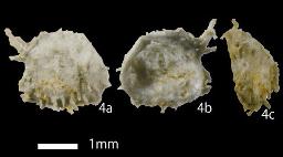 世界４例目、古生代の無脊椎動物の化石 栃木の地層から発掘