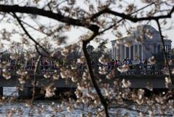 米ワシントンも花見シーズン、日本から寄贈の桜ようやく開花