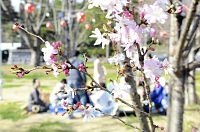 いつもより早め 桜開花