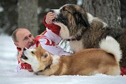 プーチン氏と秋田犬の写真公開