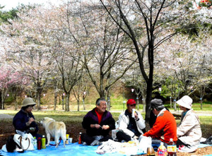 古里の桜に思いはせ 福島県富岡町のグループ 宇都宮で花見