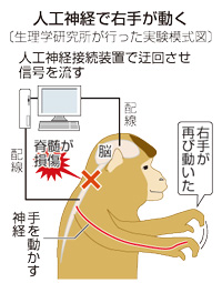 損傷神経、装置でつなぐ＝サルで効果実証－生理研