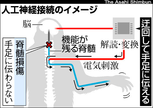 自然科学研究機構、脊髄神経を外部のコンピューター介し人工的に接続