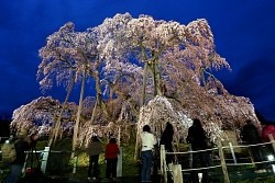 日本三大桜:福島・三春滝桜をライトアップ