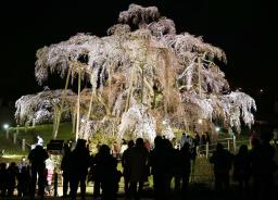 滝桜から力もらった 福島、ライトアップ始まる