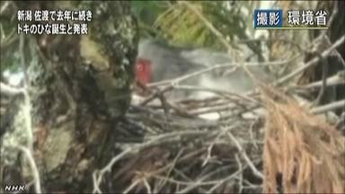 放鳥トキのヒナ誕生 ２年連続も…兄妹ペアの子、人工飼育へ