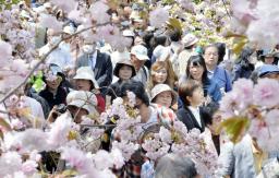 大阪造幣局の「桜の通り抜け」スタート 130周年