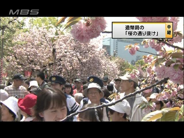 大阪・北区 造幣局「桜の通り抜け」