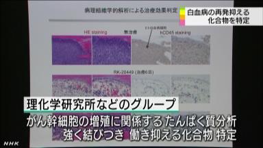 理研、白血病幹細胞殺す化合物特定－白血病の根治に光