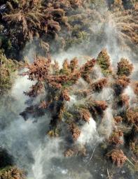 花粉飛散量、３７都府県で平均の１．２倍以上 環境省