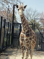 天王寺動物園にキリン「幸弥」仲間入り