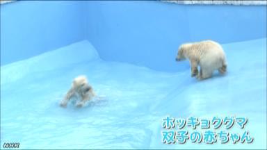 双子の赤ちゃんグマが初泳ぎ 札幌