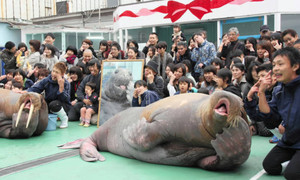 アザラシ「丸子」にお別れ 二見シーパラダイス