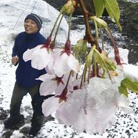 仙台でサクラと雪が共演…４月下旬の積雪