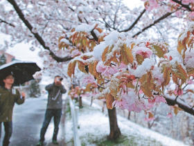 雪:季節外れ 桜のつぼみに積もる−−山形 ／山形