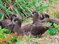 アホウドリ:八丈小島に繁殖地を発見、５０羽生息