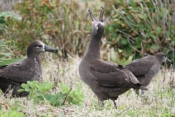 クロアシアホウドリ:八丈小島に繁殖地を発見、５０羽生息