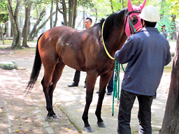 競走馬逃走、住宅地駆ける 岐阜・笠松、３０分後御用