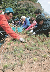 東日本大震災:高田松原再生へ一歩 津波で壊滅した松の子孫、陸前高田で苗木５３００本植樹 ／岩手