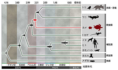 カメはトリ・ワニ・恐竜の親戚だった