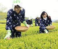 夏も近づく爽やかに 出雲で初茶摘み