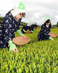 栗林公園で新茶の摘み取り体験（香川県）