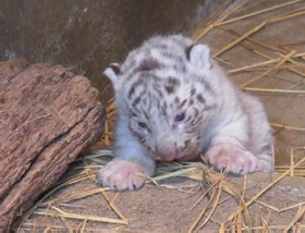 ホワイトタイガーの赤ちゃん一般公開 東武動物公園、「3兄弟」の名前も募集