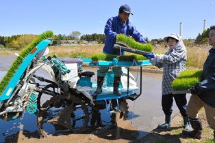 ３年ぶりの田植え 広野 避難解除区域で初