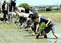 「徳川将軍家御膳米」 ブランド化へ田植え