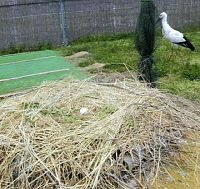 コウノトリ４９年ぶり県内で産卵 越前市