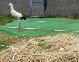 コウノトリ、越前のペア初産卵 福井県内、４９年ぶり