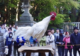 鶏が自慢の鳴き声競う