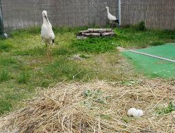 福井でコウノトリが２個目産卵 兵庫から移送、飼育中